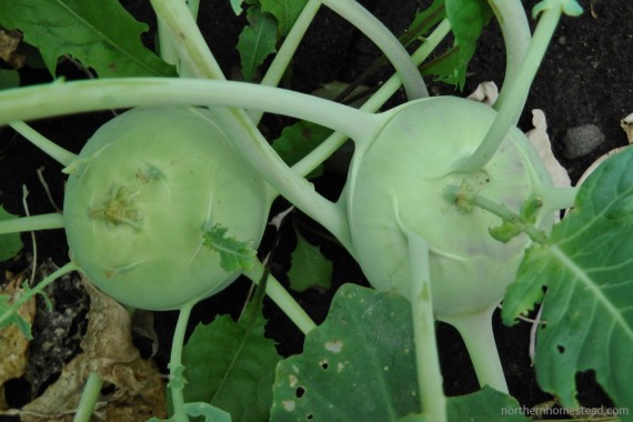 Kohlrabie