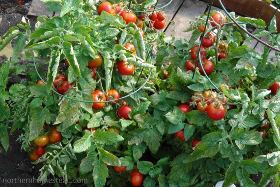 Learn how to support vine and bush type tomatoes in the greenhouse and in the garden. We share our favorite methods that have worked great for many years.