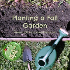 Planting a second crop for a fall garden in a northern climate and short growing season. We share our experience in when what and how.