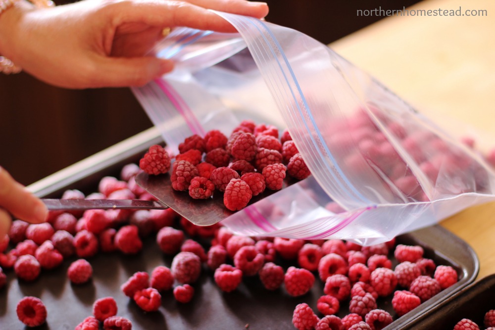 How to freeze berries