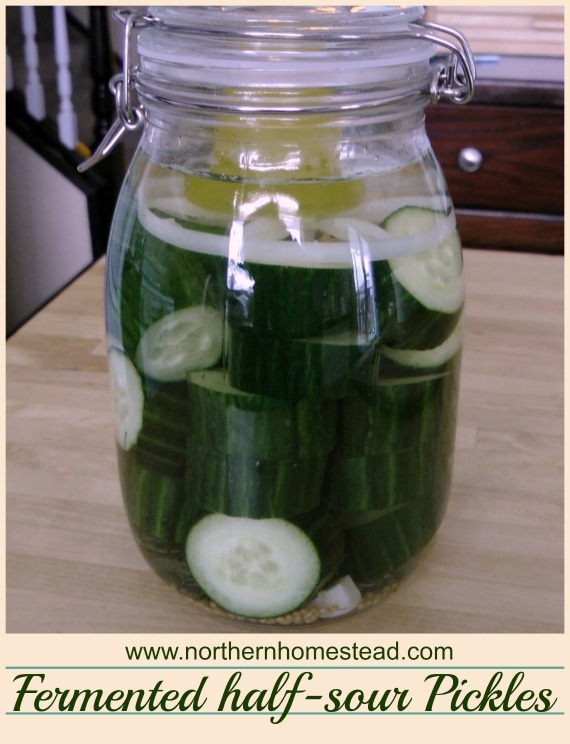 How To Make Fermented Half Sour Pickles Northern Homestead