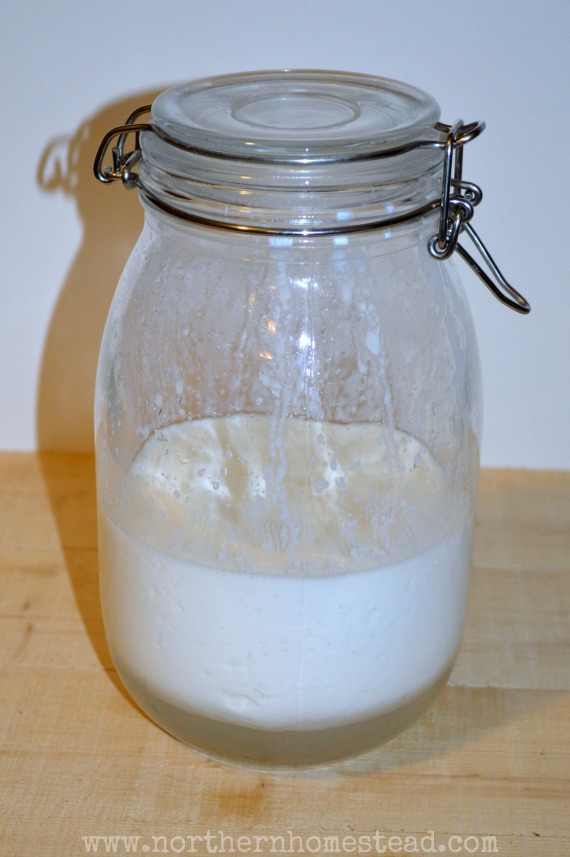 Raw Cottage Cheese Made With Clabbered Milk (Naturally Cultured