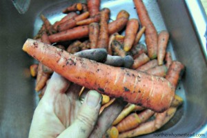 carrots in cold weather