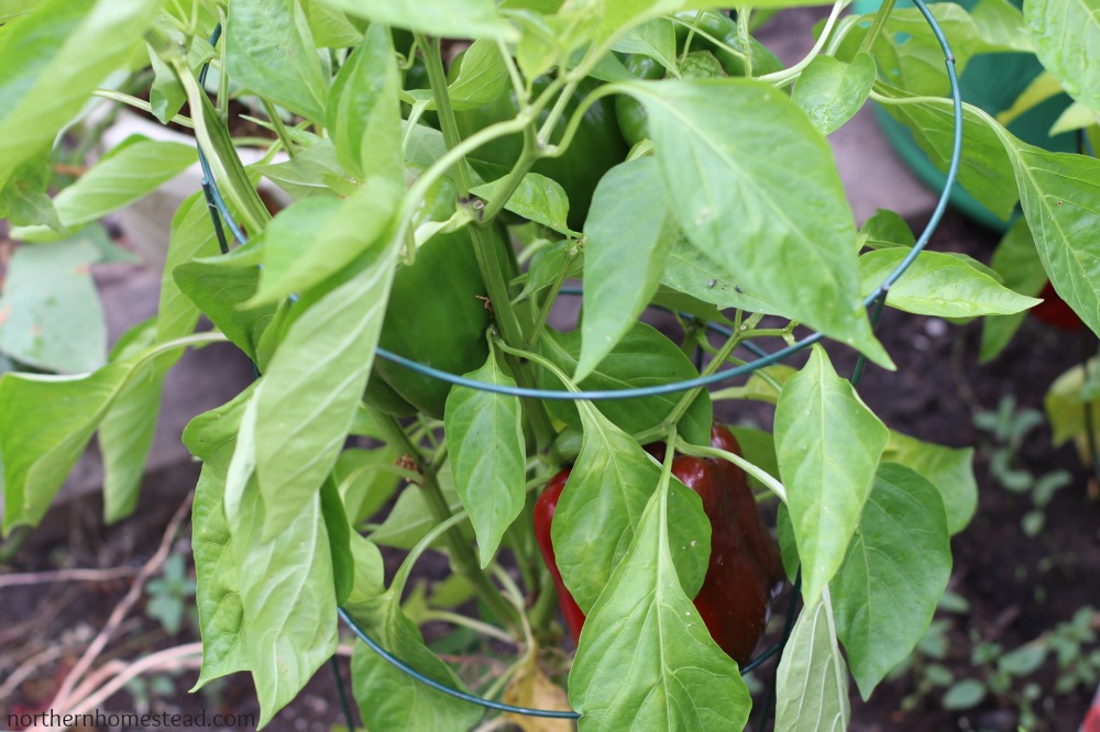 Growing peppers in cold Climate