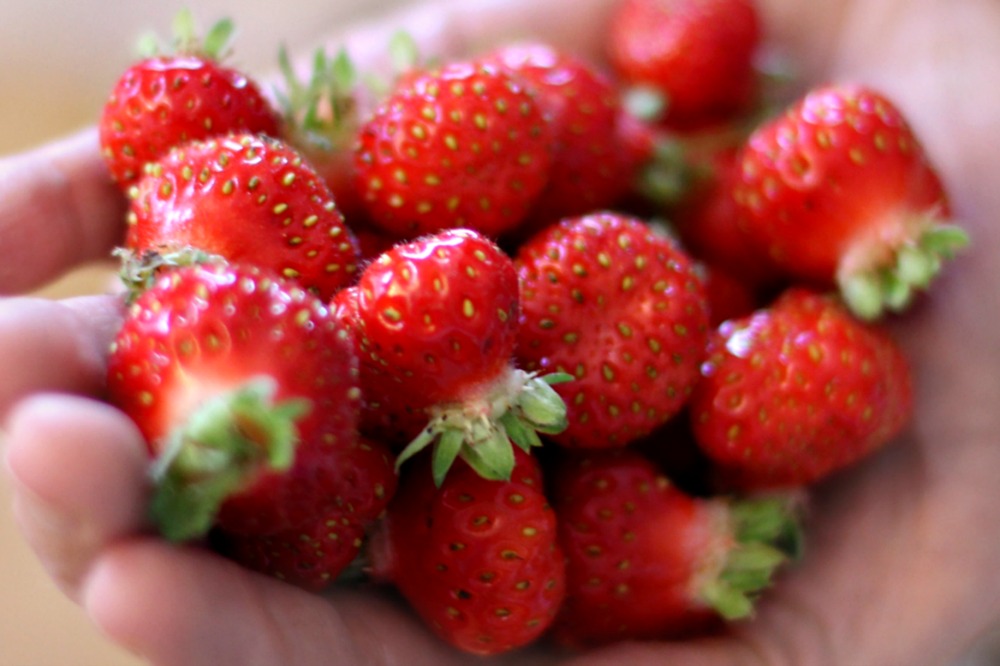 How To Tell If Strawberries Have Gone Bad