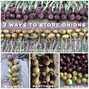 3 Great Ways to Store Onions for winter: Braiding, in a nylon pantyhose, on a grid.