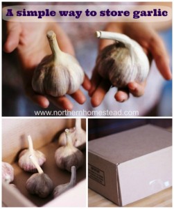 A Simple Way to Store Garlic