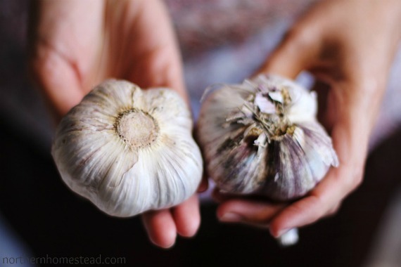 A Simple Way to Store Garlic