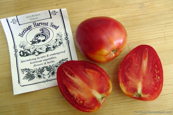 Heirloom tomato varieties we grow in a northern garden - Anna Russian