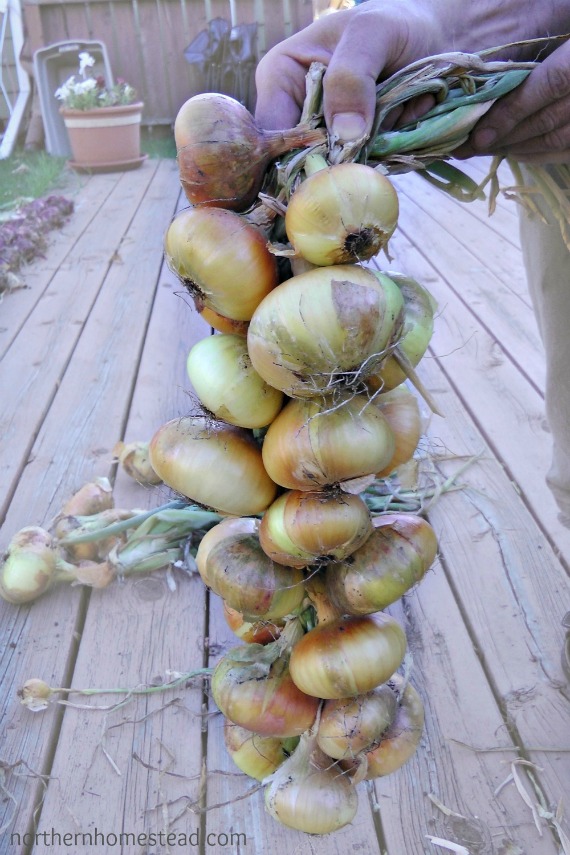 3 Great Ways to Store Onions - Braiding Onions
