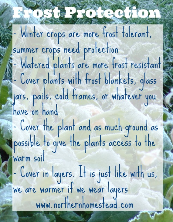 Plant Protection From Frost