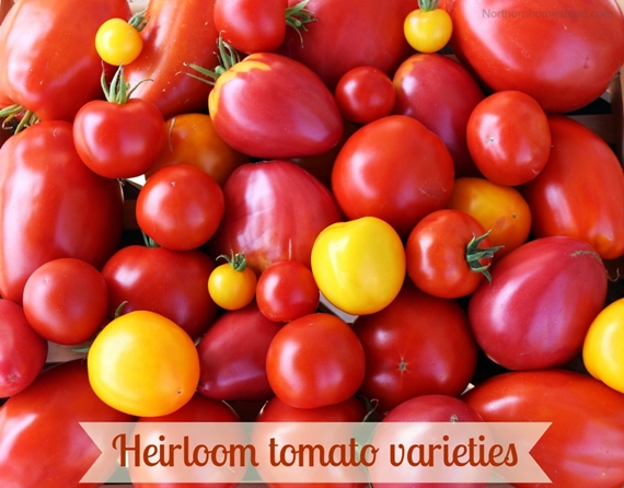 Heirloom tomato varieties we grow in a northern garden
