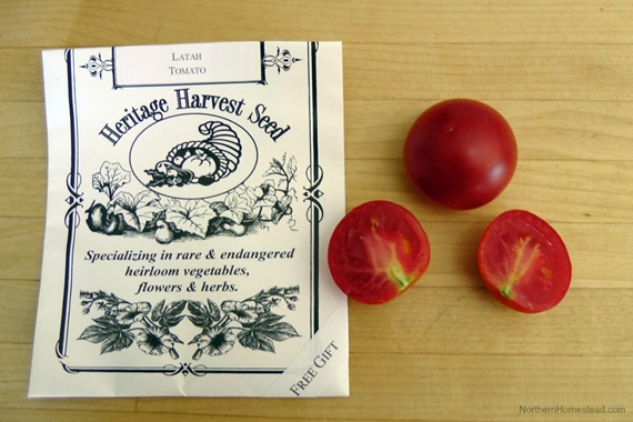 Heirloom tomato varieties we grow in a northern garden - Latah
