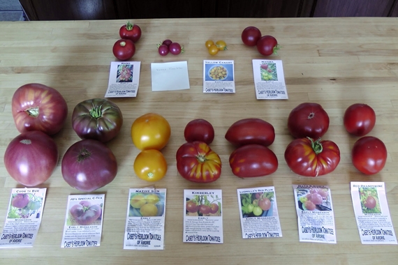 Heirloom tomato varieties we grow in a northern garden