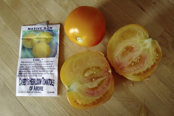 Heirloom tomato varieties we grow in a northern garden - Native Sun