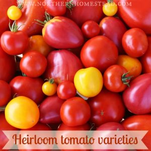 Heirloom tomato varieties we grow in a northern garden in Alberta, Canada. Many have become our favorites in taste and production.