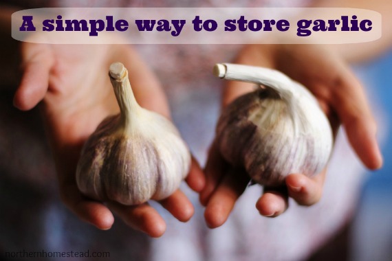 A Simple Way To Store Garlic Northern Homestead