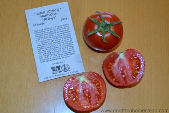 Tomato Manitoba