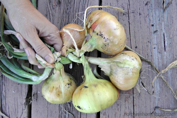 How to braid onions - 3 Great Ways to Store Onions