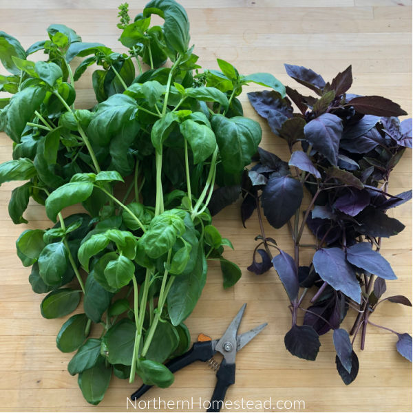 Growing and preserving basil