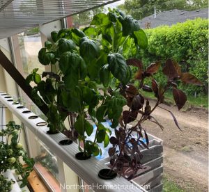 Growing and Preserving Basil - Northern Homestead