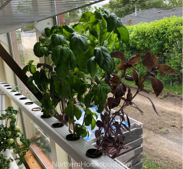 Growing Basil in NFT System