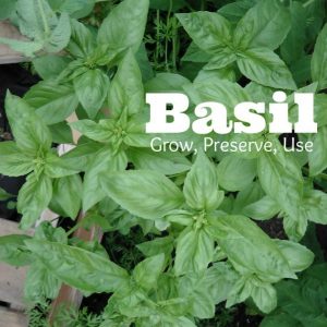 Fresh and dry basil in the winter