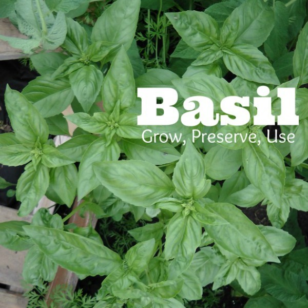 Growing and Preserving Basil Northern Homestead