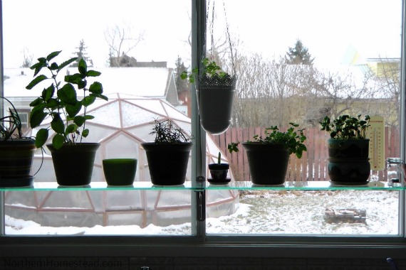 What to Grow in an Indoor Edible Window Garden - Herbs