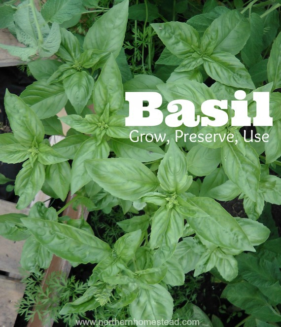 Fresh and dry basil in the winter