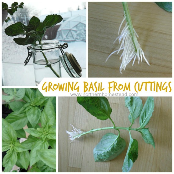 Growing and Preserving Basil Northern Homestead