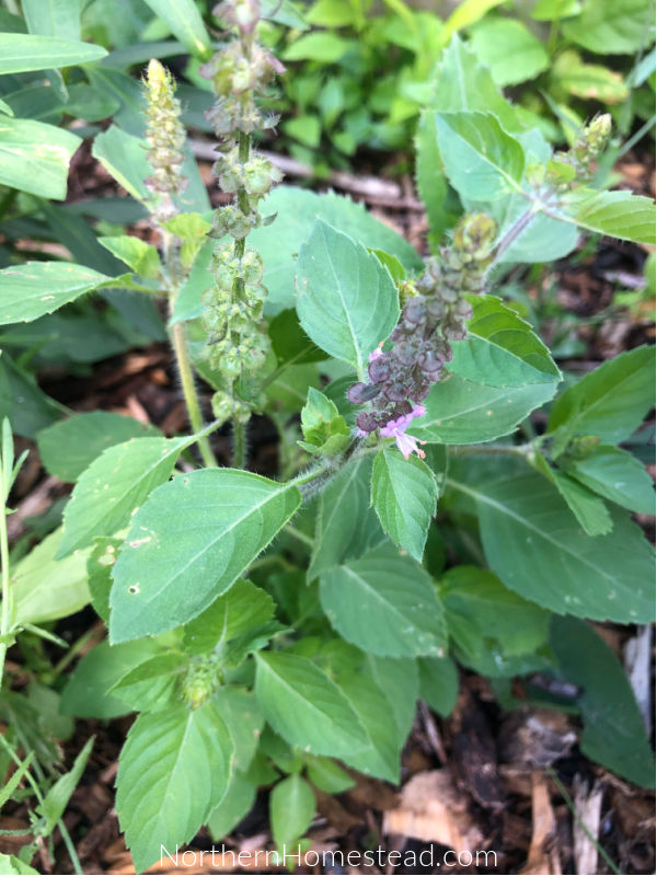 Growing and Preserving Basil Northern Homestead