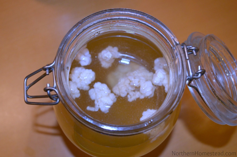 How To Make Water Kefir With Milk Kefir Grains Northern Homestead