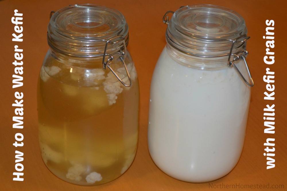 How to Make Water Kefir with Milk Kefir Grains