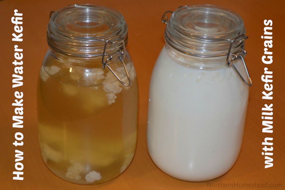 Water Kefir Grains