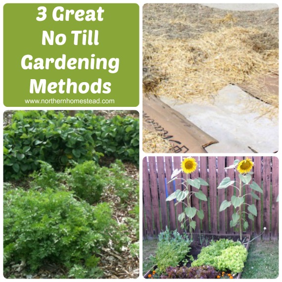 Use a no till gardening method to build a great soil. Great soil = great gardens! Here are 3 Methods: Sheet mulch, just mulch and Square Foot Gardening.