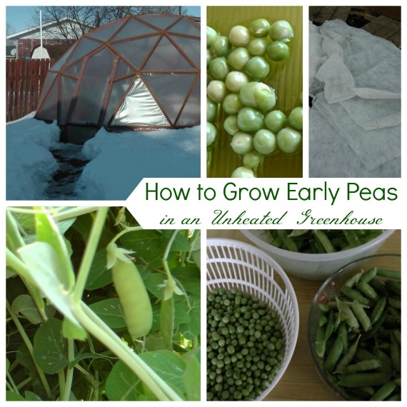 How to plant, protect, grow and harvest early peas in an unheated greenhouse under freezing winter conditions.