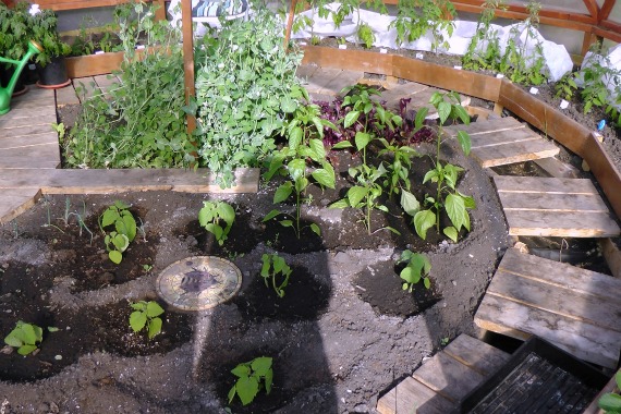 GeoDome Greenhouse Plant Arrangement