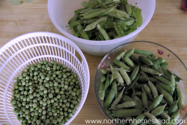How to grow early peas in an unheated greenhouse