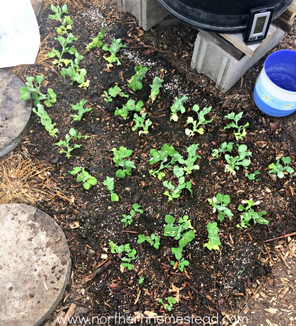 Growing Legumes as Companion Plants - Northern Homestead