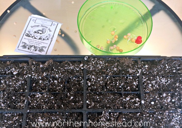 How to Grow Early Peas in an Unheated Greenhouse