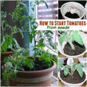 How to start tomatoes from seeds using a no fail method that involves less work. This method has worked for us for many years.