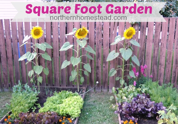 Square Foot Garden