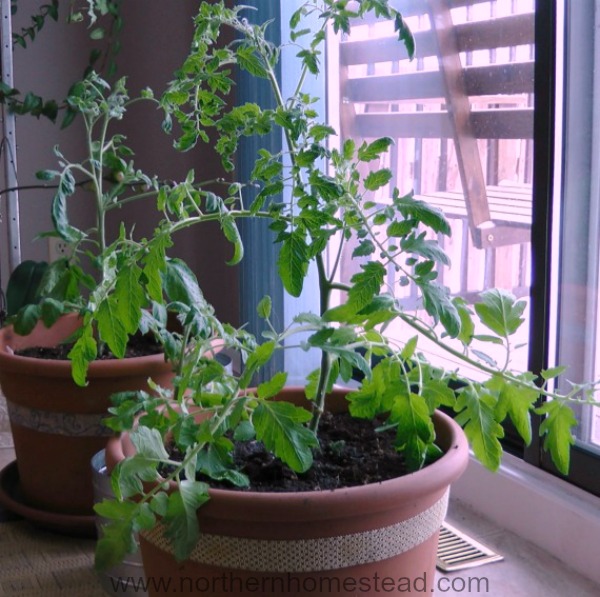 Edible window garden