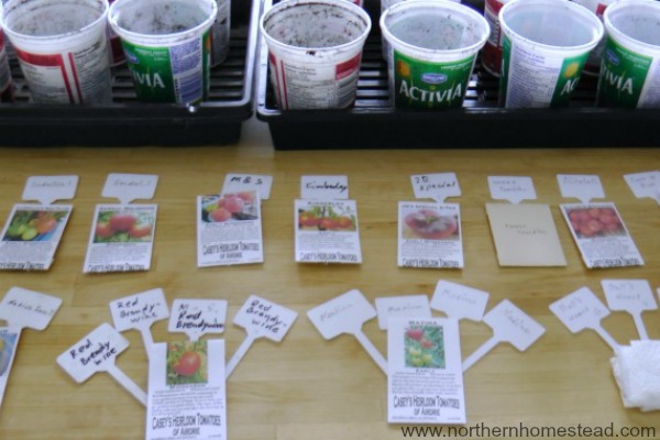 Start tomatoes from seed