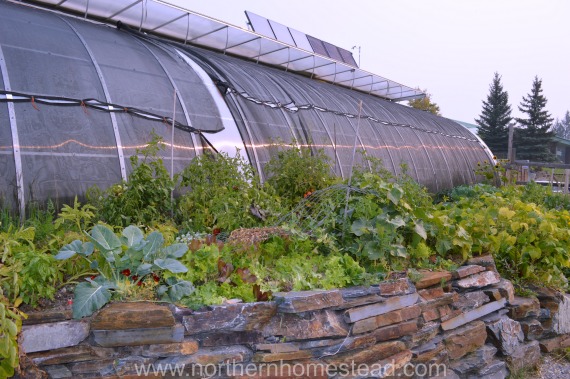 What Greenhouse to choose - Solar Greenhouse