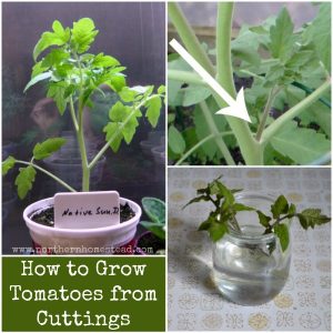How to Grow Tomatoes From Cuttings