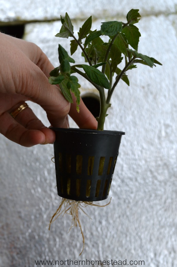 How to grow tomatoes from cuttings