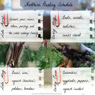 Northern Vegetable Garden Planting Schedule - Northern Homestead
