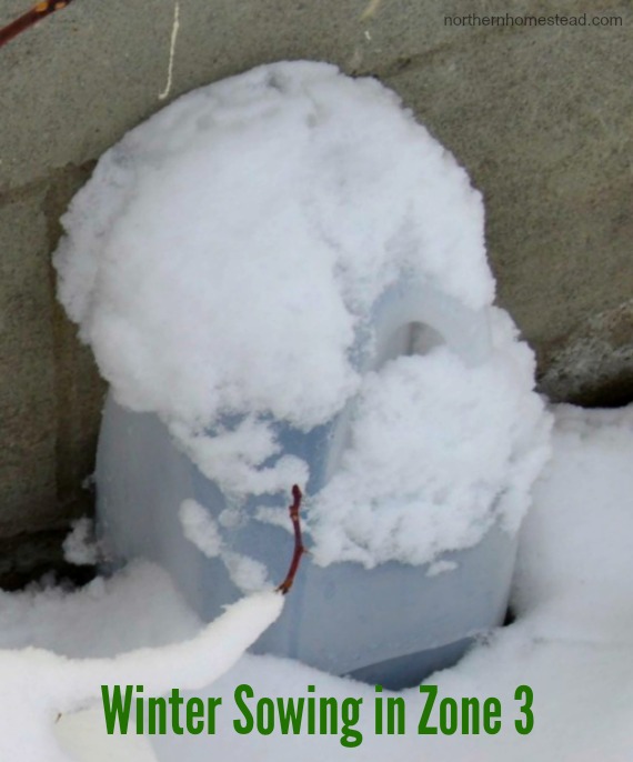 Start seeds in milk jugs--outdoors, in late winter